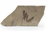 Fossil Leaf (Crataegus?) - McAbee, BC #226027-1